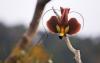 RareForestBirds (6)